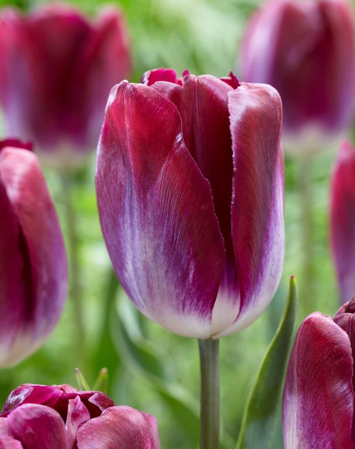New Tulips for Your Spring Garden - Longfield Gardens