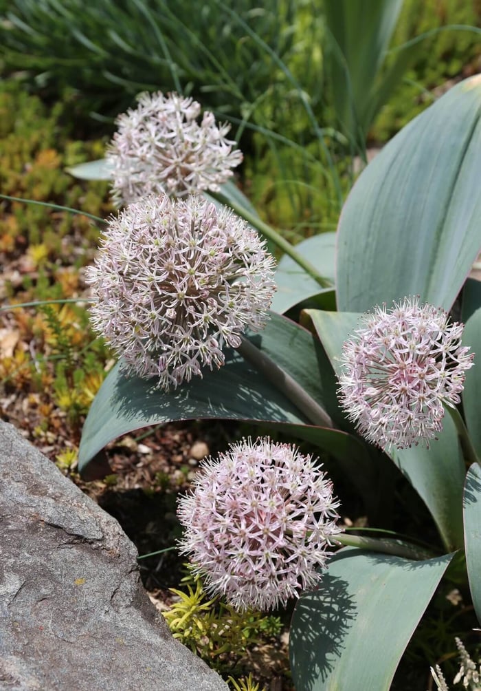 How-to-Combine-Alliums-With-Perennials-Longfield-Gardens