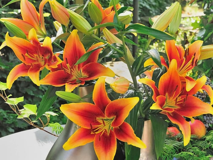Top Lilies for Your Flower Garden - Longfield Gardens