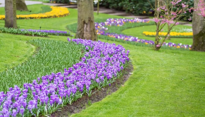 Spring is in Bloom at Keukenhof in Holland - Longfield Gardens
