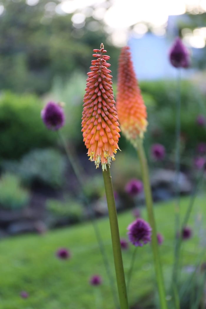 How to Design an Orange Flower Garden - Longfield Gardens