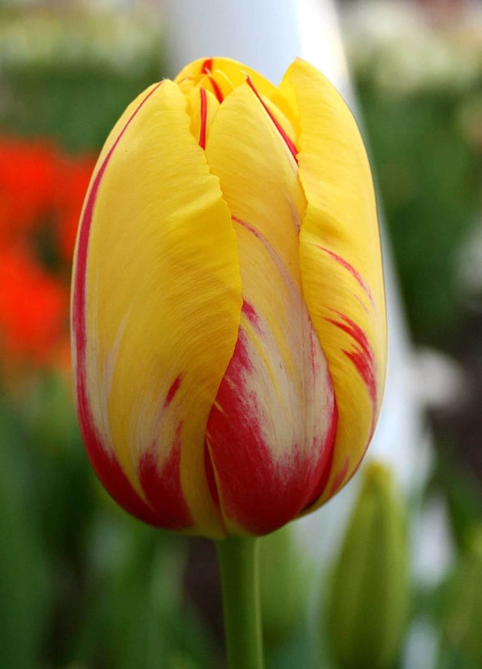 Striped Tulips in the Spotlight - Longfield Gardens