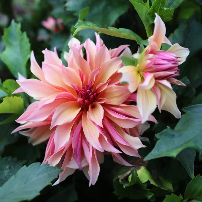 Coral Flowers Your Garden Needs Now - Longfield Gardens