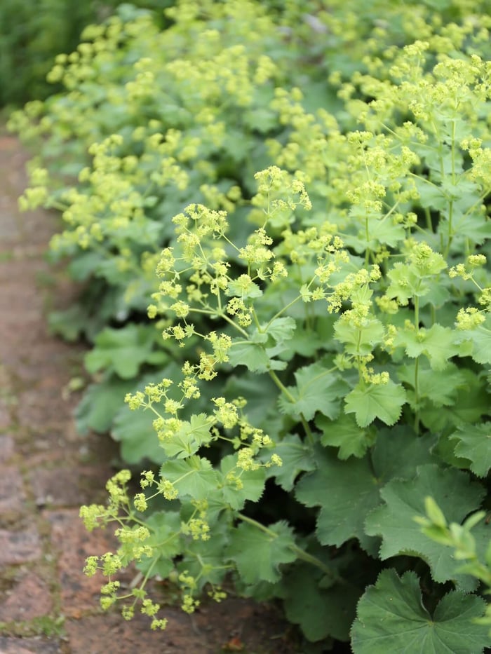 How to Use Yellow in Your Flower Garden - Longfield Gardens