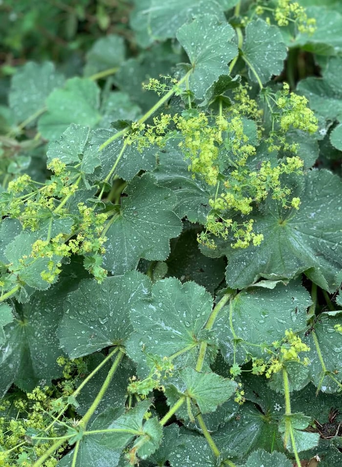 Best Cut Flowers for Shady Gardens - Longfield Gardens