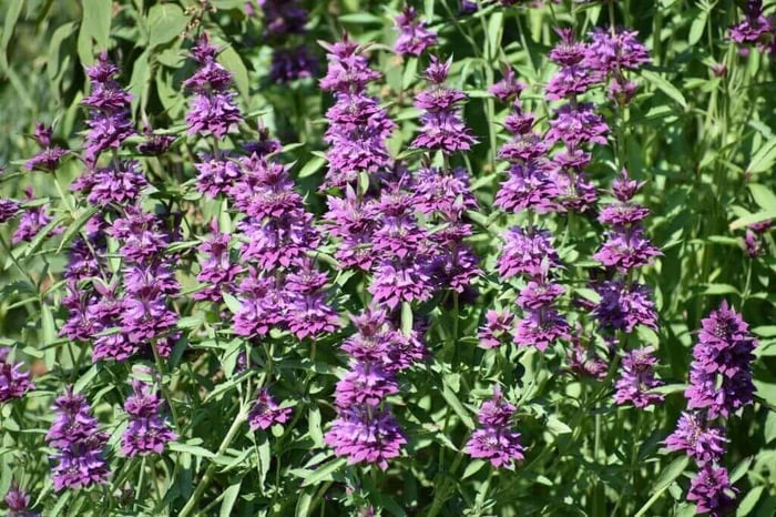 Best fillers for a cut flower garden Longfield Gardens