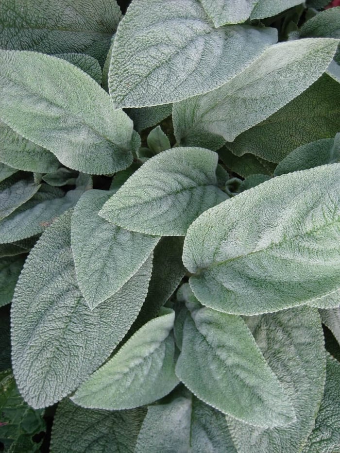 Best Ground Covers for Sun - Longfield Gardens