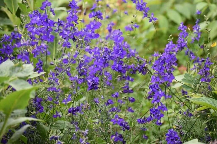 Best filler for a cut flower garden Longfield Gardens