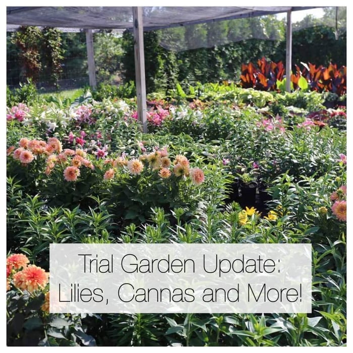 Trial Garden Update - Longfield Gardens