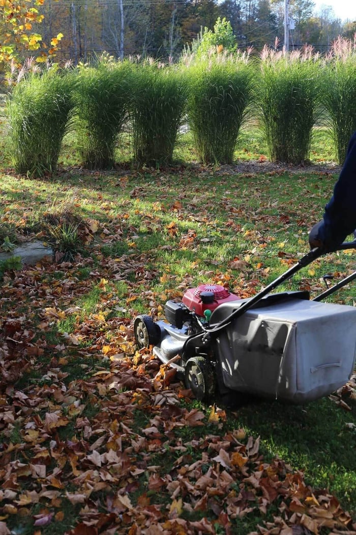 Shredded Leaves are Garden Gold - Longfield Gardens