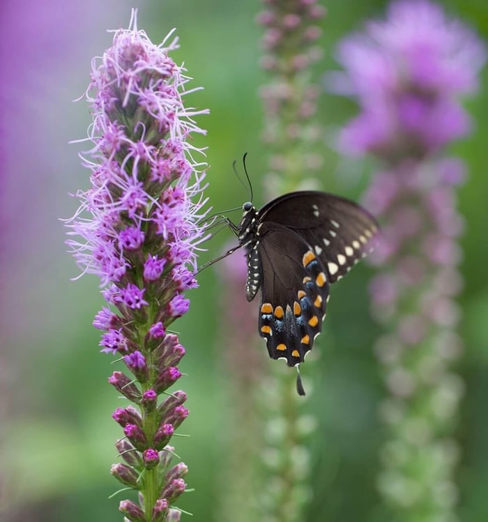5 Ways to Make Your Garden More Butterfly Friendly - Longfield Gardens