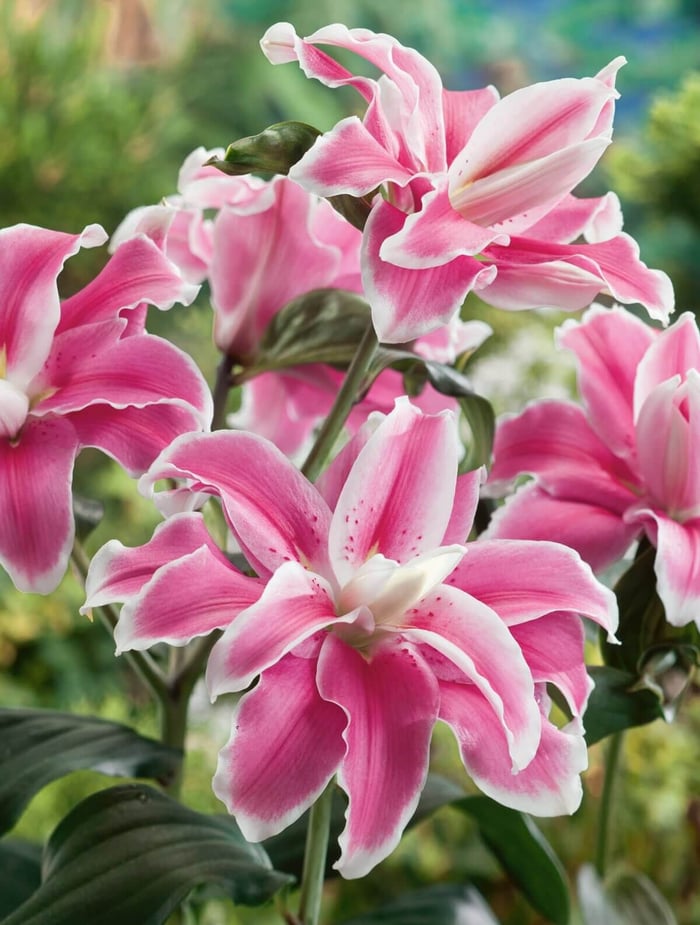 New-Flowers-for-Your 2020 Garden - Longfield Gardens