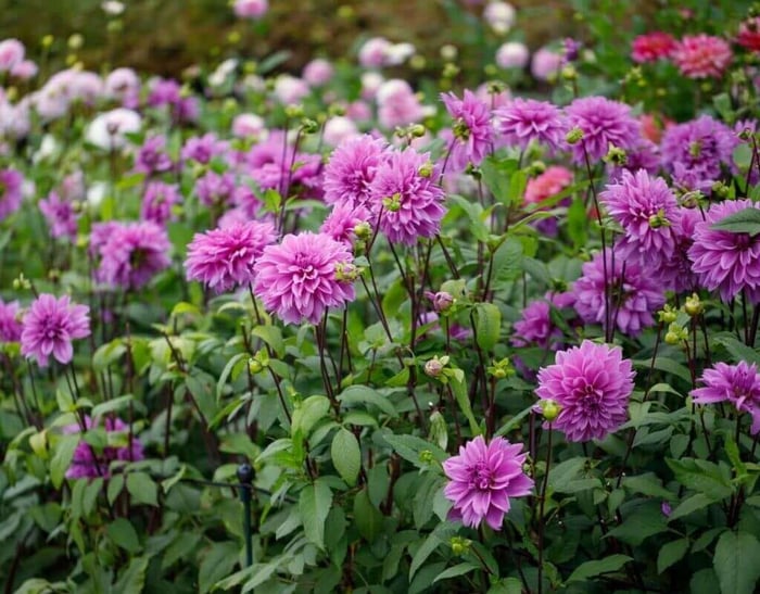 10 Questions About Growing Dahlias - Longfield Gardens
