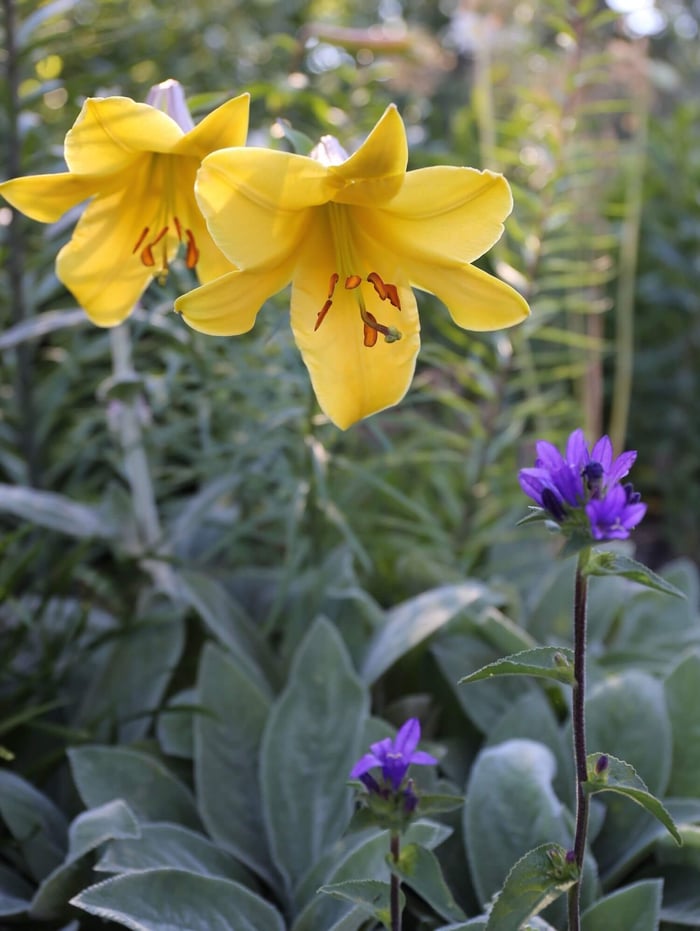How to Design a Backyard Cutting Garden - Longfield Gardens