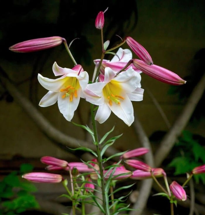 New-Flowers-for-Your 2020 Garden - Longfield Gardens