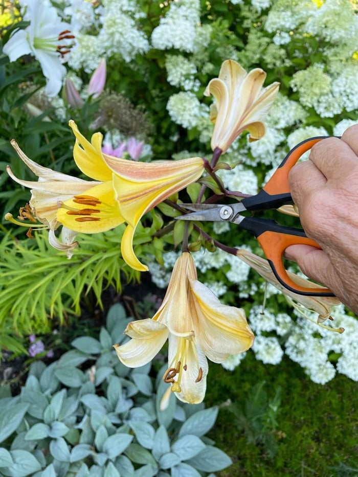 How and Why to Deadhead Flowers - Longfield Gardens