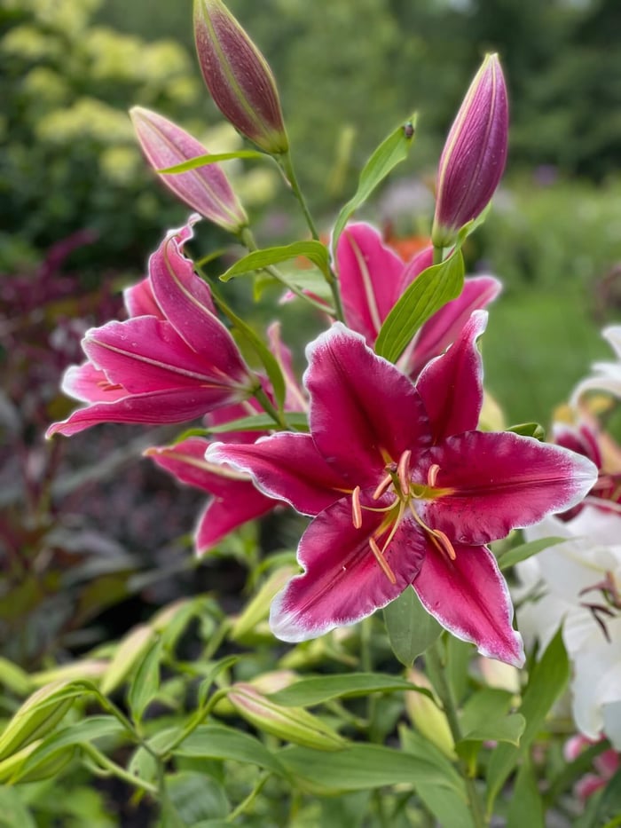Growing Lilies in Pots for Late Season Color - Longfield Gardens