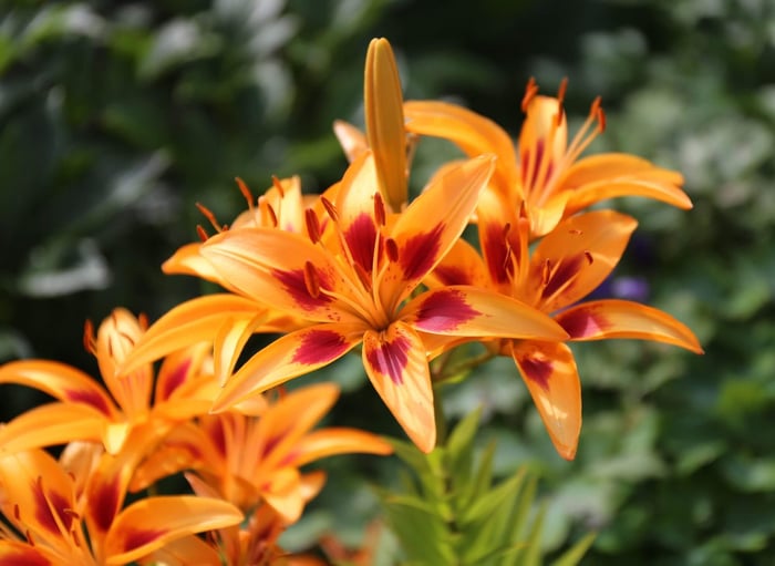How to Design an Orange Flower Garden - Longfield Gardens