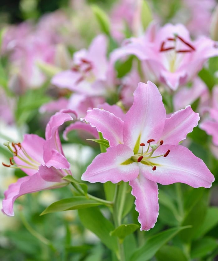 How to Control Lily Leaf Beetle - Longfield Gardens