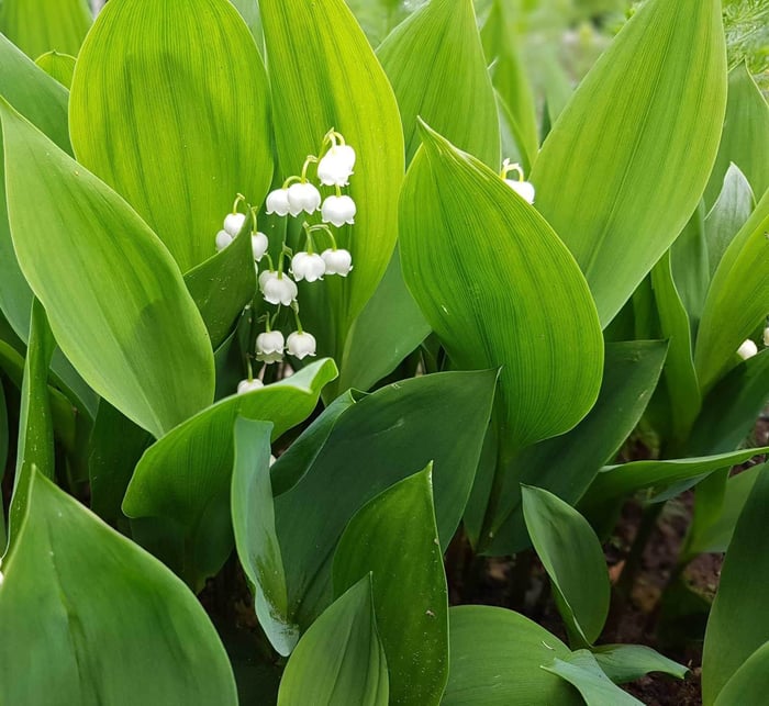 lily-of-the-valley-with-foliage-Longfield-Gardens.jpg?v=1765891381