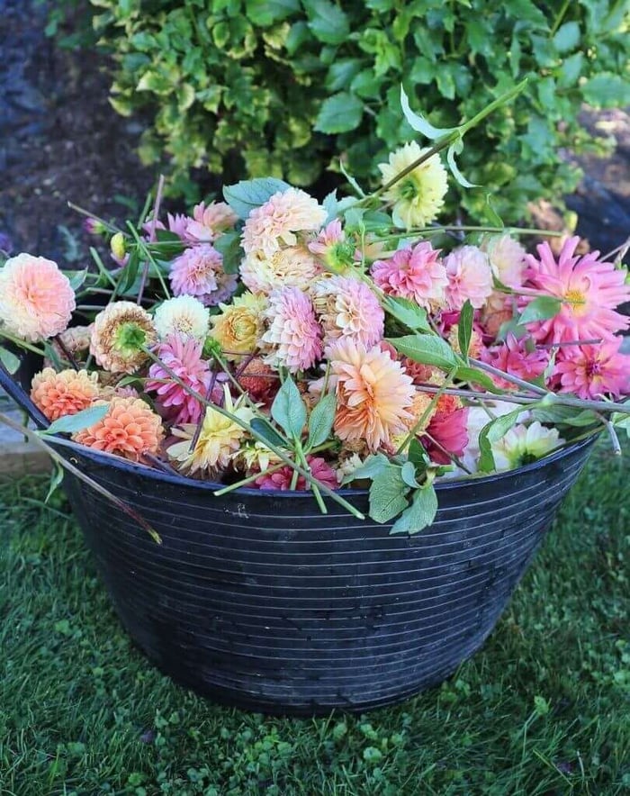 Managing Dahlias for Maximum Blooms Longfield Gardens