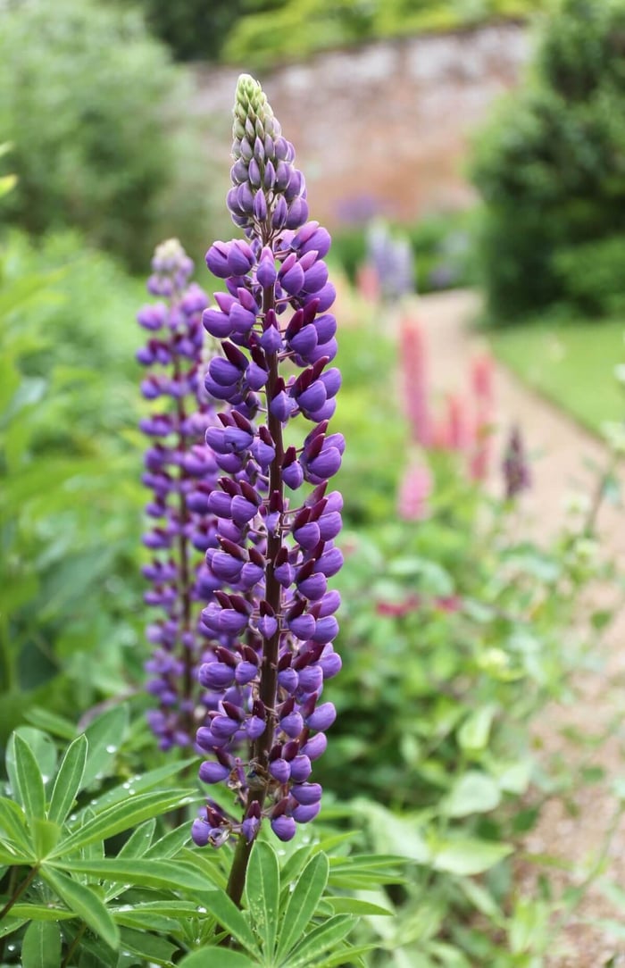 How to Use Purple Flowers in Your Garden - Longfield Gardens