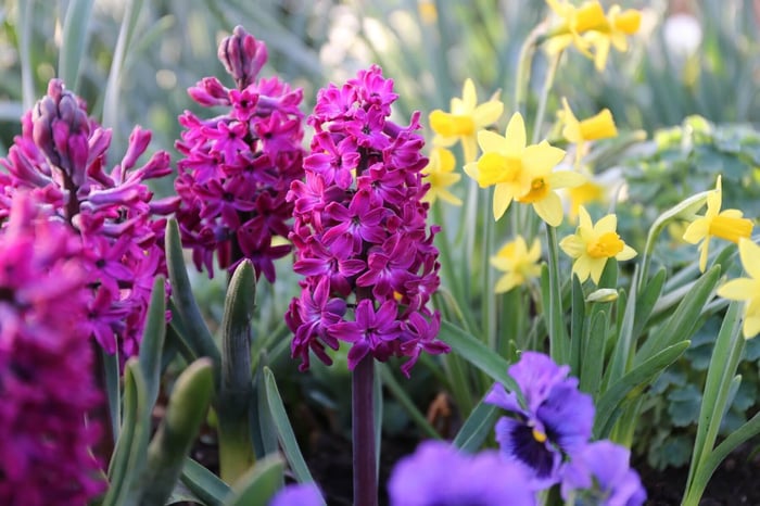 Make Room in Your Garden for Hyacinths - Longfield Gardens