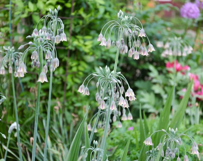 A Wonderful Allium by Any Name Sicilian Honey Garlic - Longfield Gardens