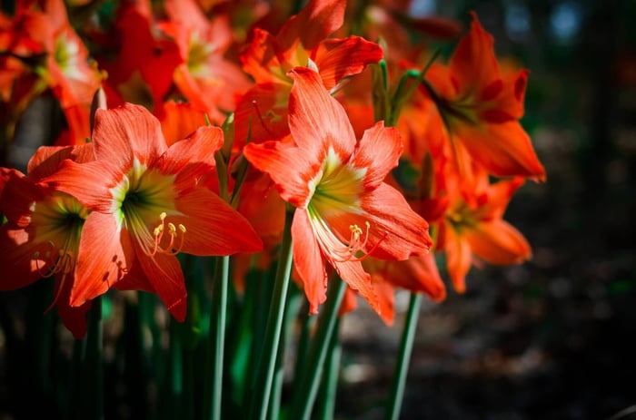 Growing Amaryllis Outdoors in Zones 9-11 - Longfield Gardens