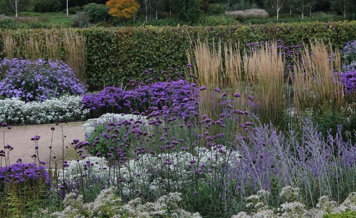 How to Use Purple Flowers in Your Garden - Longfield Gardens