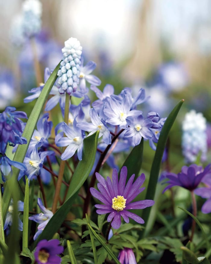 How to Plant a Carpet of Blue Spring Flowers - Longfield Gardens
