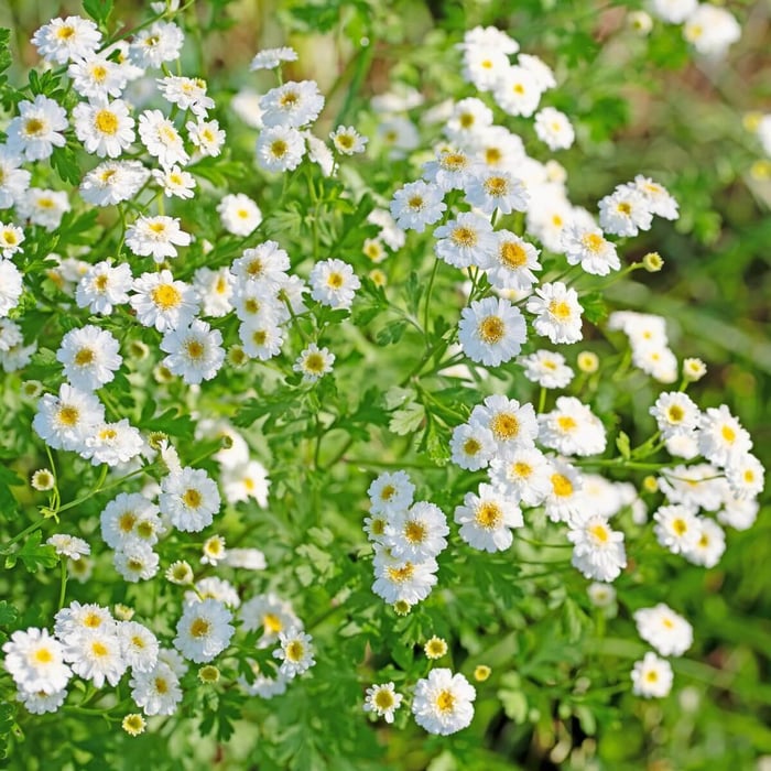 Cutting Garden Annuals to Grow from Seed - Longfield Gardens