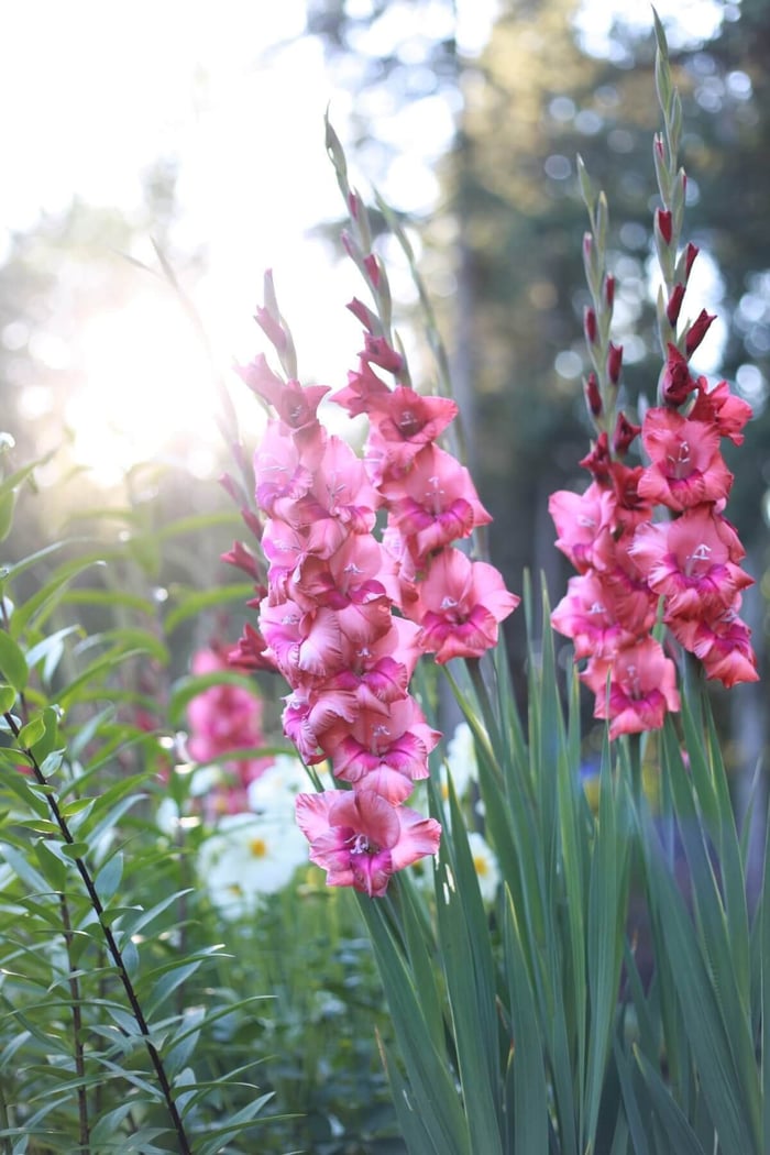 Gladiolus Get Their Groove Back - Longfield Gardens