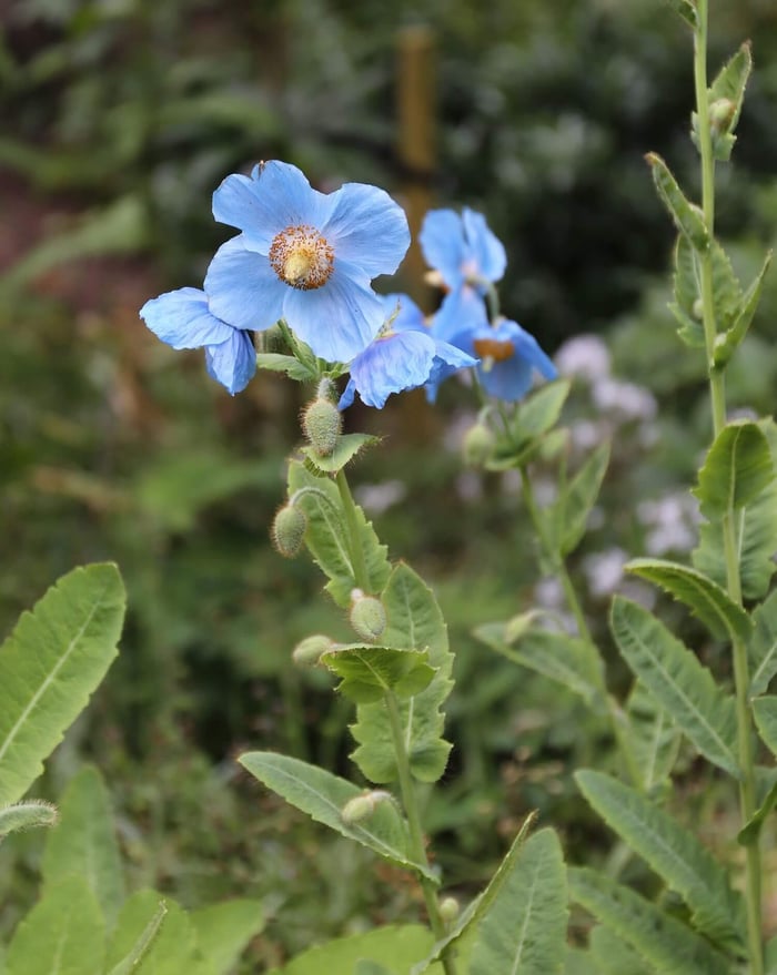 How to Use Blue Flowers in Your Garden - Longfield Gardens