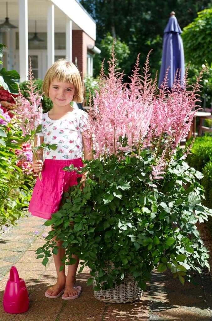 New-Flowers-for-Your 2020 Garden - Longfield Gardens