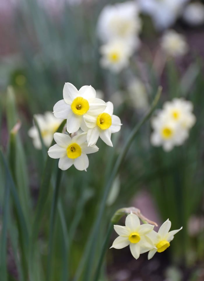 Best Daffodils for the South - Longfield Gardens