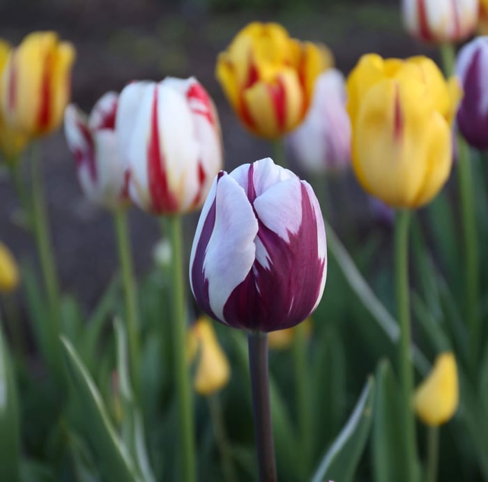 Discover the Beauty of Rembrandt Tulips - Longfield Gardens