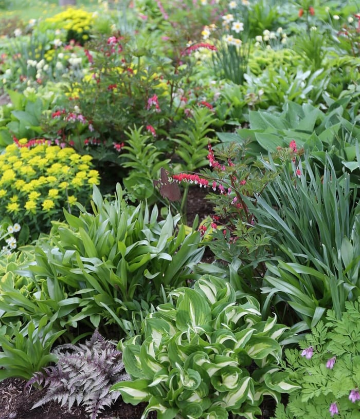 Perennials for Spring Gardens - Longfield Gardens