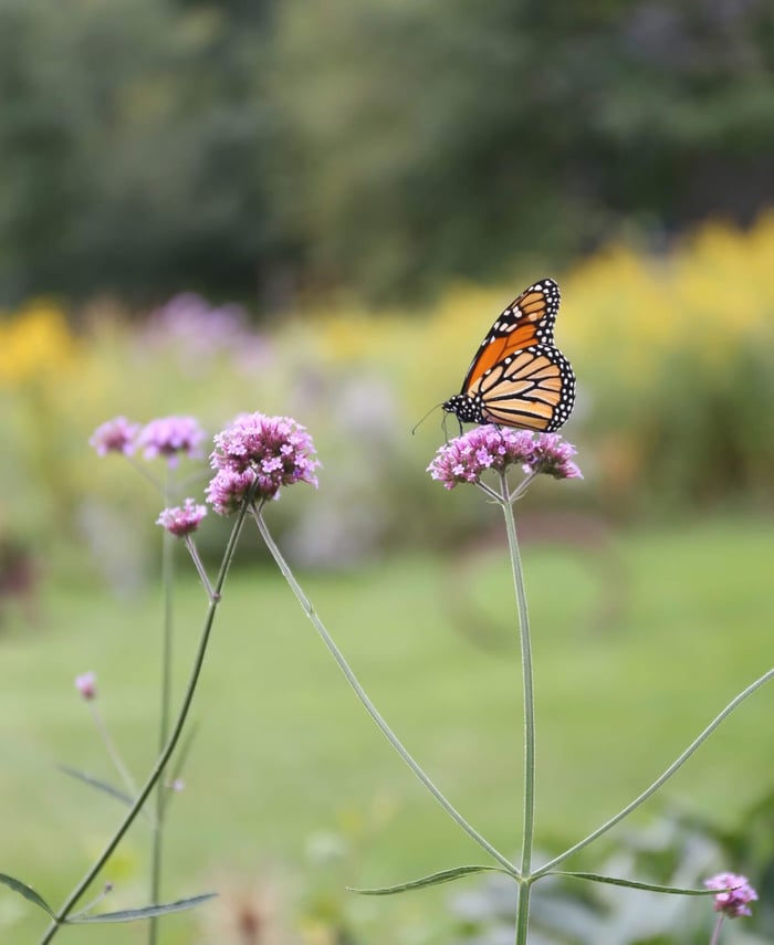 5 Ways to Make Your Garden More Butterfly Friendly - Longfield Gardens