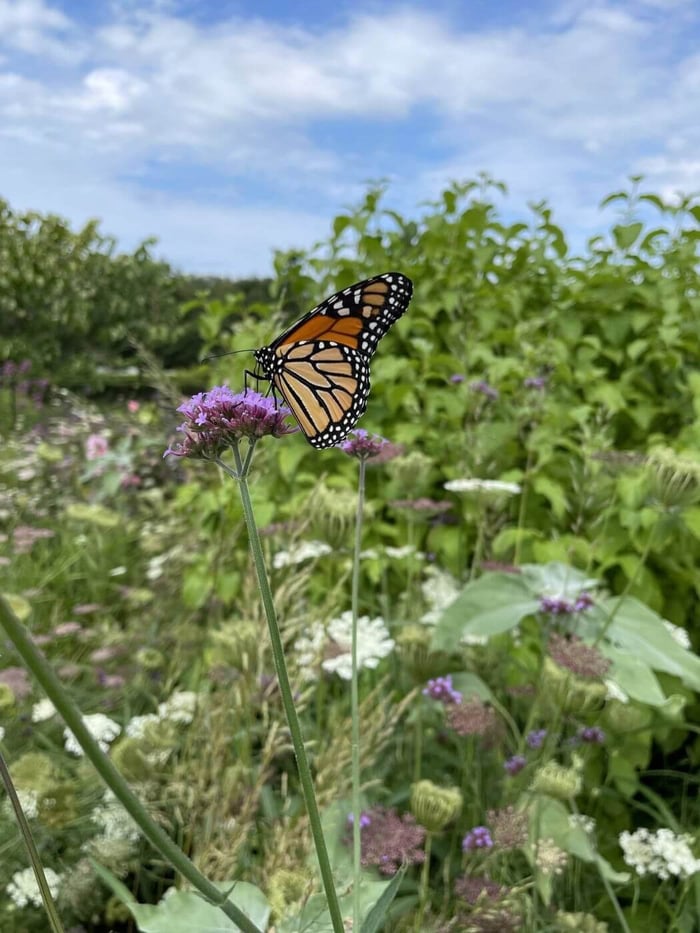 monarch butterfly