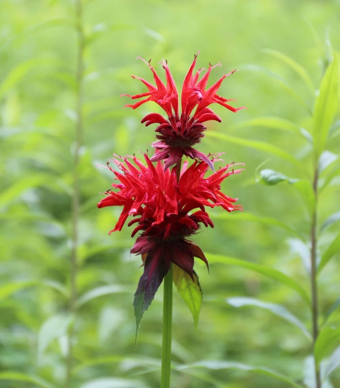 How to Use Red in Your Flower Garden - Longfield Gardens