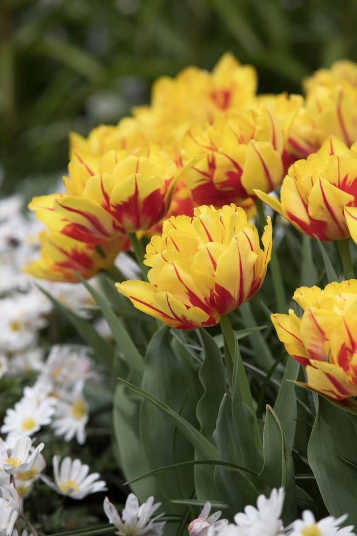 Most Colorful Tulips for Your Spring Garden - Longfield Gardens