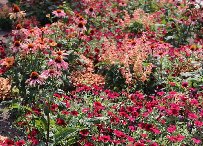 How to Use Pink in Your Flower Garden - Longfield Gardens