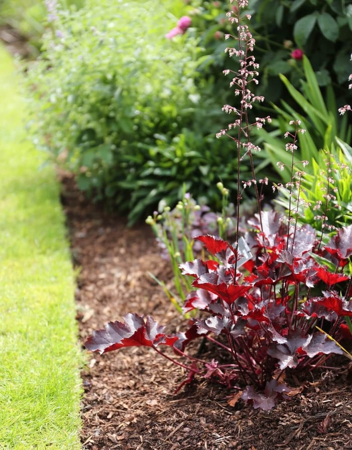 Spring Checklist for Flower Gardeners - Longfield Gardens
