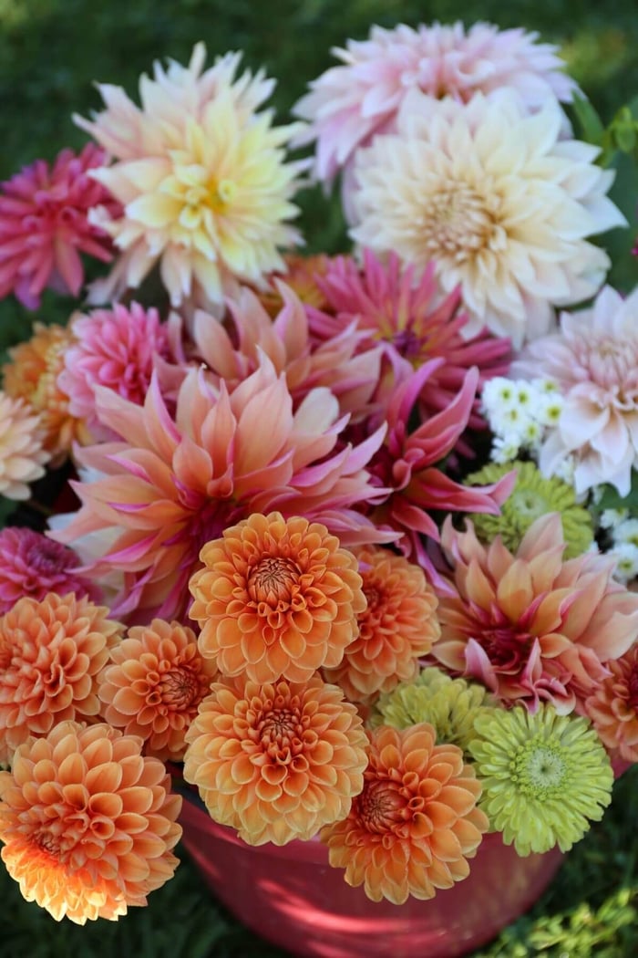 Can Dahlias Change Color - Longfield Gardens