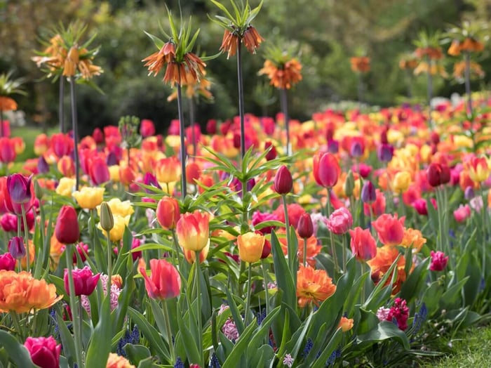Spring is in Bloom at Keukenhof in Holland - Longfield Gardens