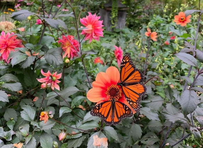 5 Ways to Make Your Garden More Butterfly Friendly - Longfield Gardens