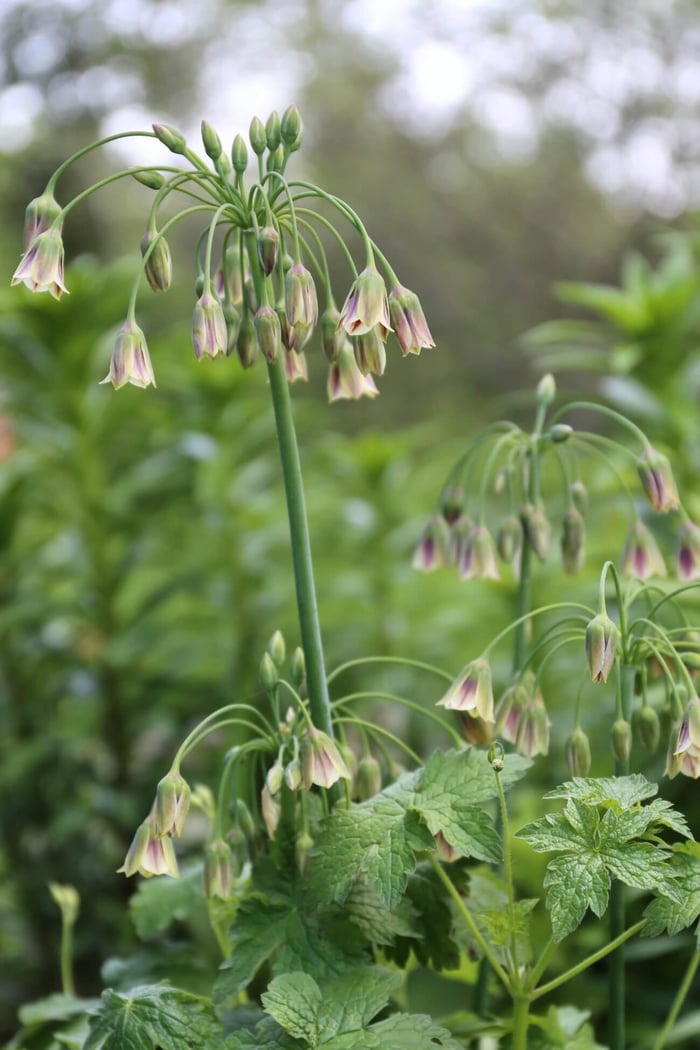 A Wonderful Allium by Any Name Sicilian Honey Garlic - Longfield Gardens