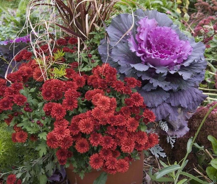 Perennials-for-Late-Summer-Color-Longfield-Gardens