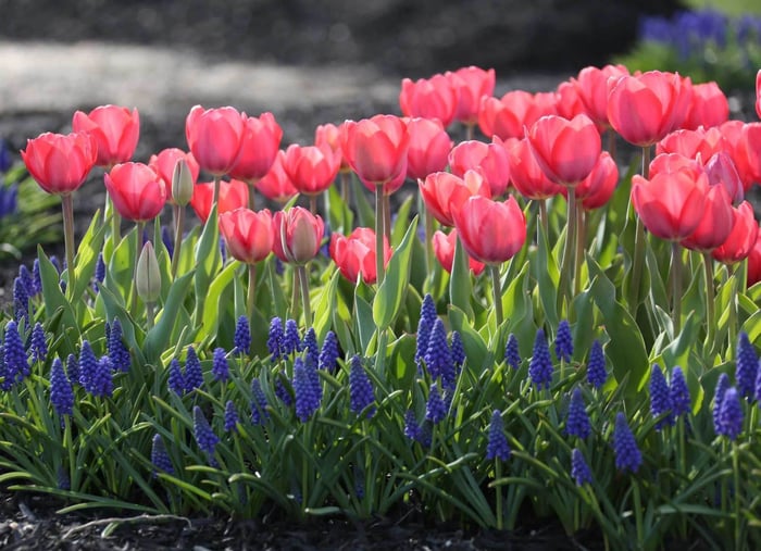 Muscari Perfect Partners for Spring Bulbs - Longfield Gardens